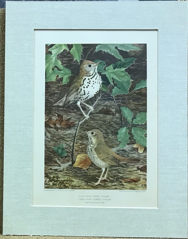 Louis Agassiz Fuertes WOOD & HERMIT THRUSH Original Old Bird Print