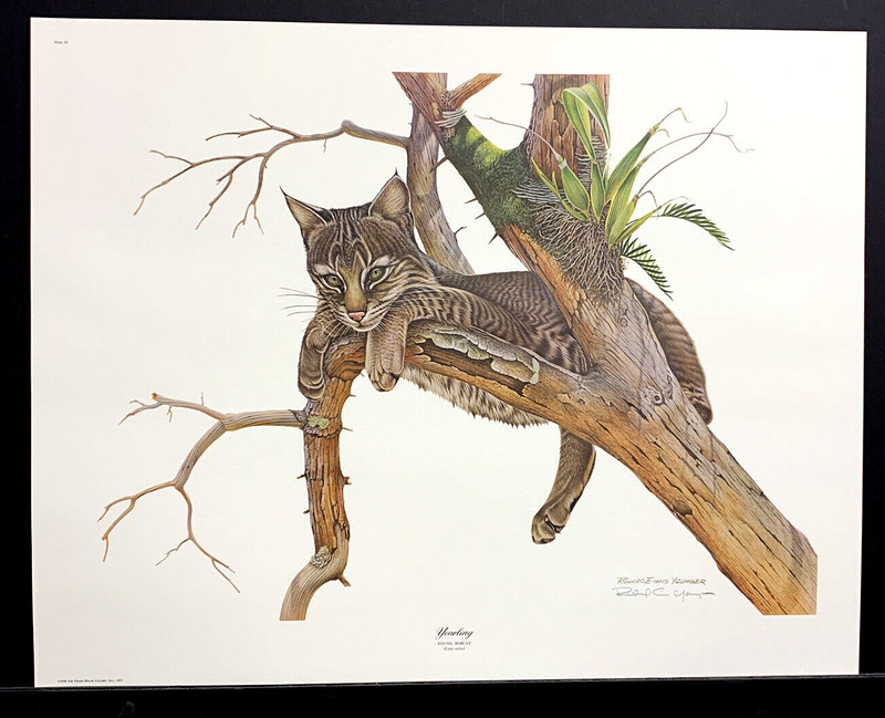 Richard Evans Younger Limited Edition Print “Yearling” Bobcat