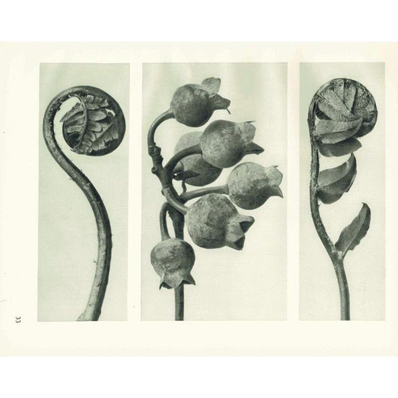 1929 BLUEBERRY & SHIELD FERN Print – Karl Blossfeldt – Plant – 9.5 x 12 Inches