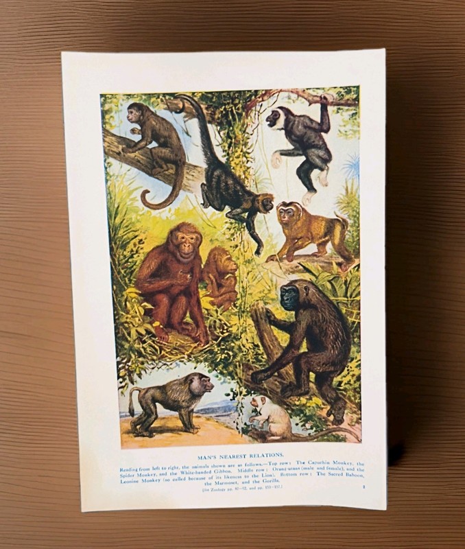 Antique 1920 Monkeys Apes Zoology Book Print Picture Baboon Orangutan Monkey Art