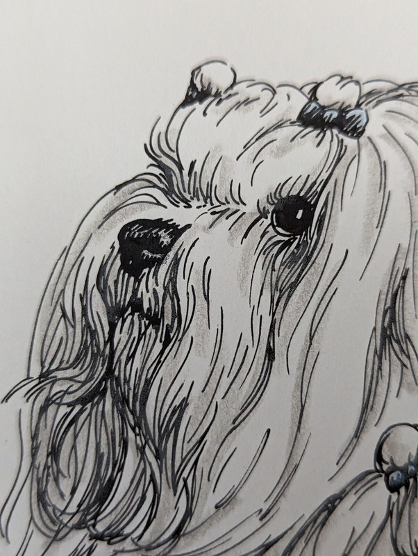Cindy Farmer Maltese Series Numbered Pen &Ink Signed Print 8"x6" matted 12"x 9" gallery