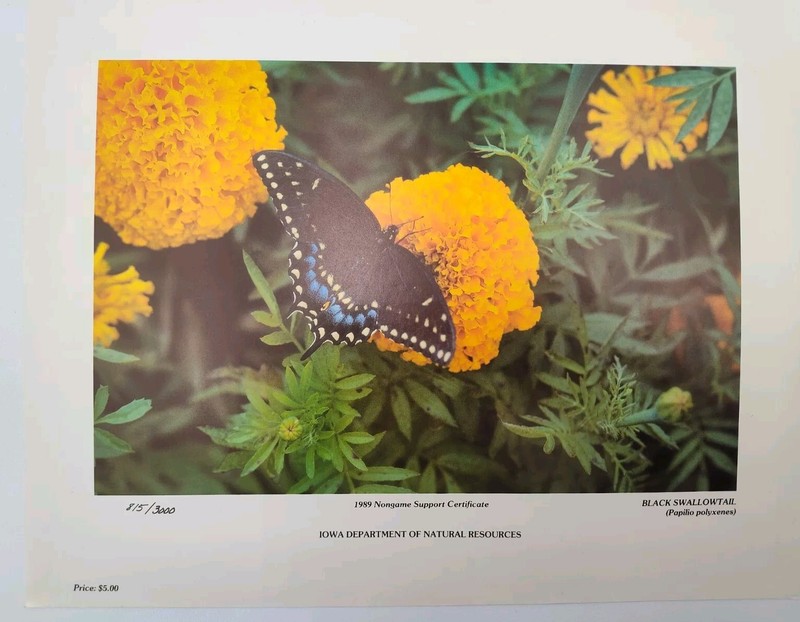 ✅🦋RARE ART PRINT 1989 Butterfly Black Swallowtail LIMITED 851 IOWA📸SEE PICS📸
