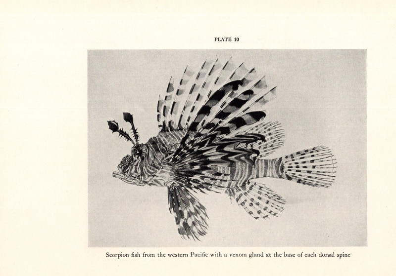 1938 Vtg Fish Print – Scorpion Fish, Mexican Swordtail Minnow DOUBLE SIDED PRINT