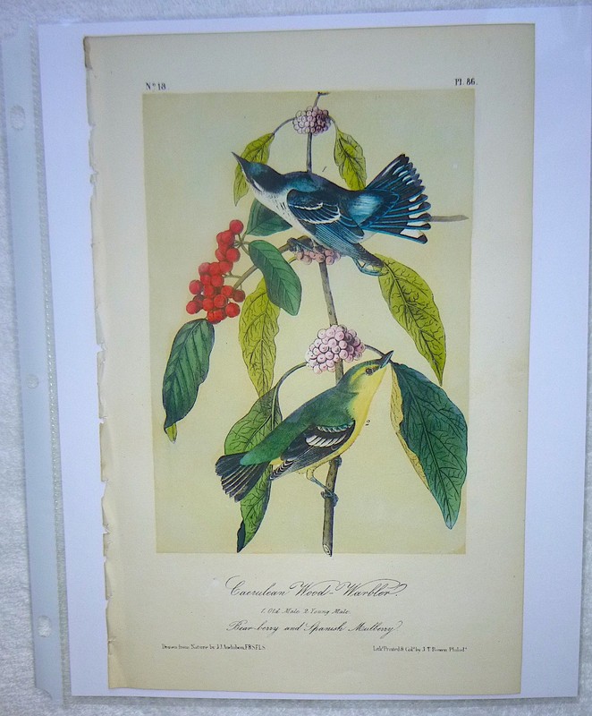 Audubon 3rd ed Octavo CERULEAN WOOD WARBLER Birds of America 1859 original gallery