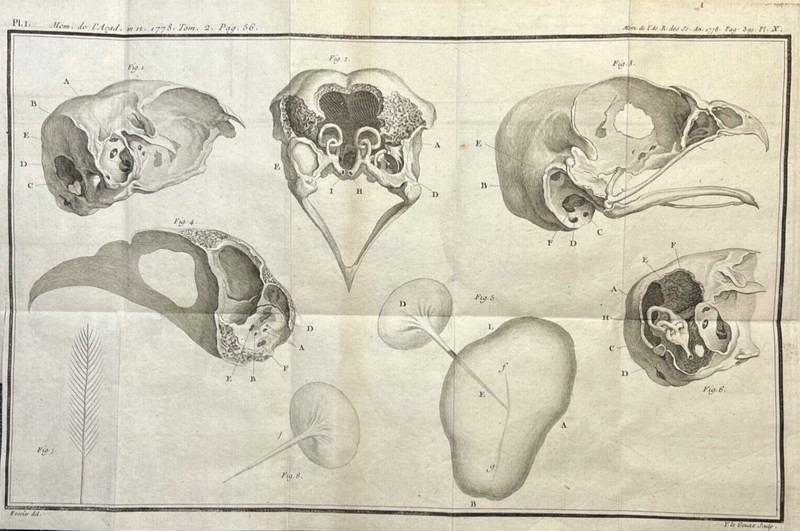 Bird Skull Anatomy Antique Engraving 1778 Zoological Illustration Plate