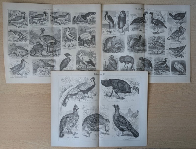 LOT 7 PRINTS 1882 PELICAN MARABOU STORK GOLDEN ORIOLE PHEASANT PENGUIN BIRDS gallery