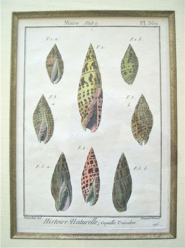 2 Antique Seashell Engraved Prints; Shells: Denis Diderot, Paris 1751-1775 gallery