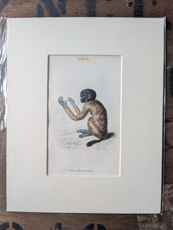 Original 1840 Jardine Monkey Print Mounted 8×10 Antique Natural History Plate