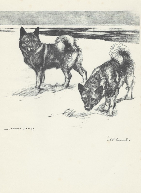Sporting Dog Print 1938 – Elkhounds – G Vernon Stokes