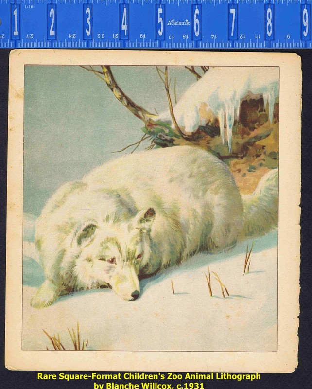 The Arctic Fox (Wolf), Children’s Zoo Animal Chromolithograph, 1931, Willcox