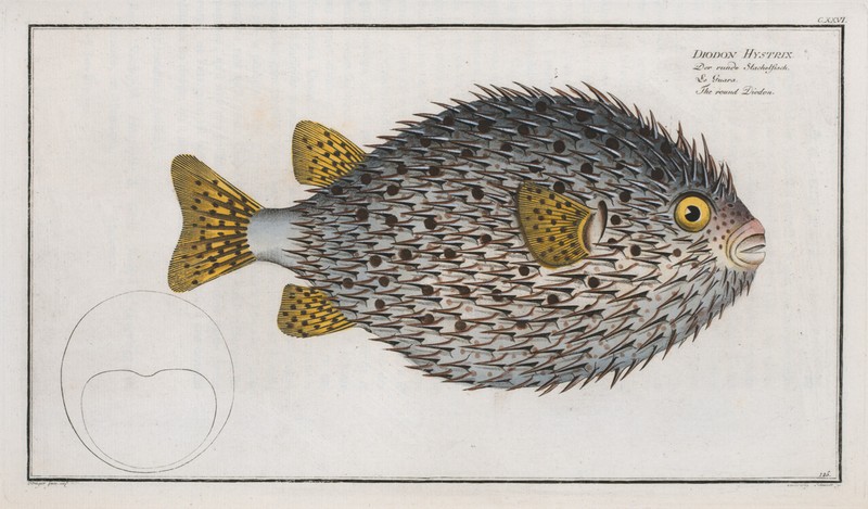 Marcus Bloch 1785 – Plate 126 Diodon Hystrix – Round Diodon Puffer 13×19 Repro