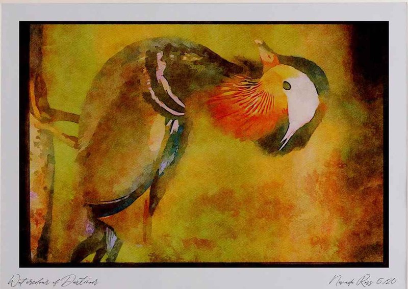 707013 Mandarin Duck Watercolour Picture Ltd Ed A3