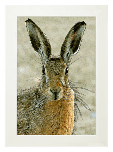 FULL CLOURED HARE, a limited edition mounted giclée print 14x11in (35.5x28cm)