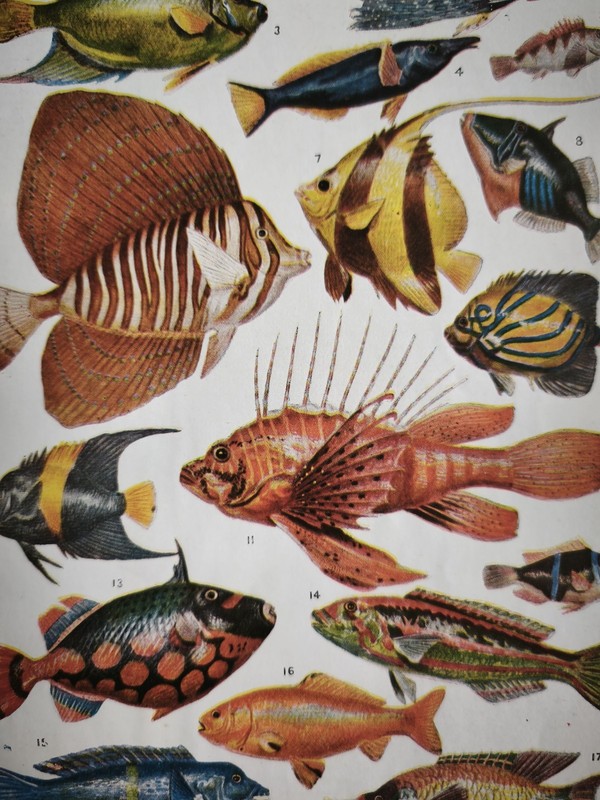 Antique 1930s Tropical Aquarium Sea Fish Book Art Print Picture Angel Fishes gallery