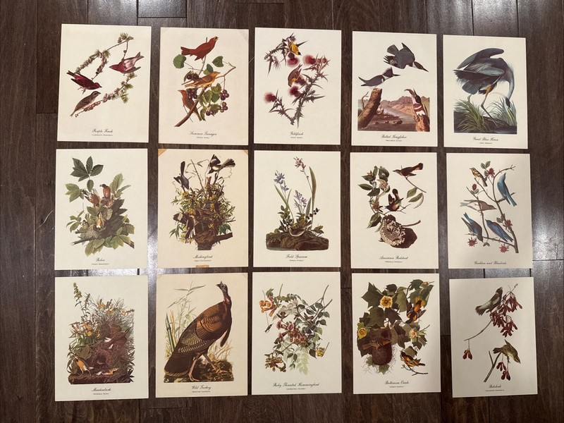 Set of 15 Vintage Bird Prints 12×9 Inches Wall Art Prints