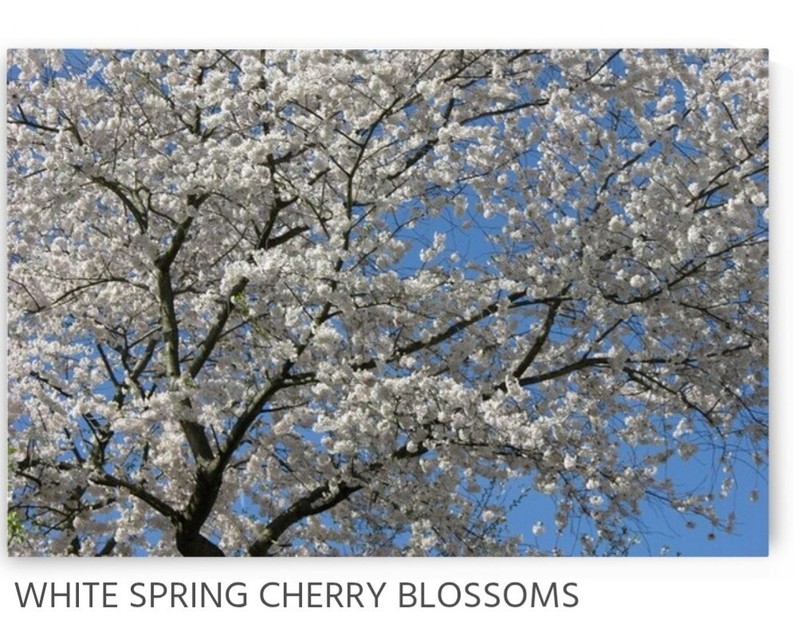 White Cherry Blossom Tree 20″ x 30″ Custom Giclee Canvas Print Wall Art