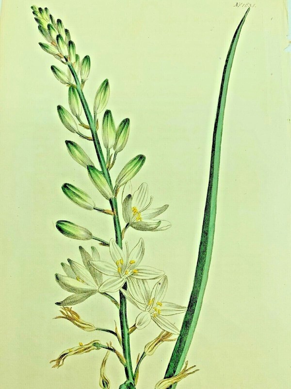 GRASS LEAVED PHALANGIUM PLANTS 1814 Antique Print Original Curtis Botanical