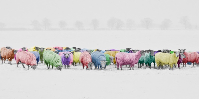 Artographie - Rainbow Sheep - Art Print on Paper or Canvas gallery