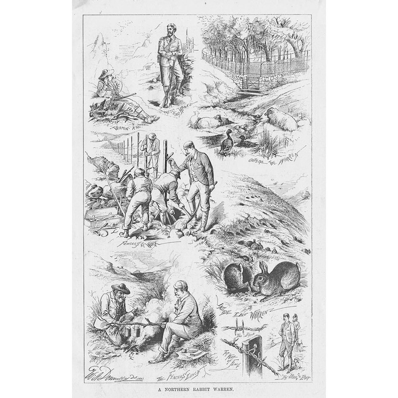 A Northern Rabbit Warren - Antique Print 1893