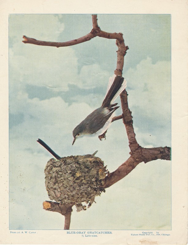 Blue Gray Gnatcher Art Illustration Plate Nest Bird Nature Study Pub 1898 ANT