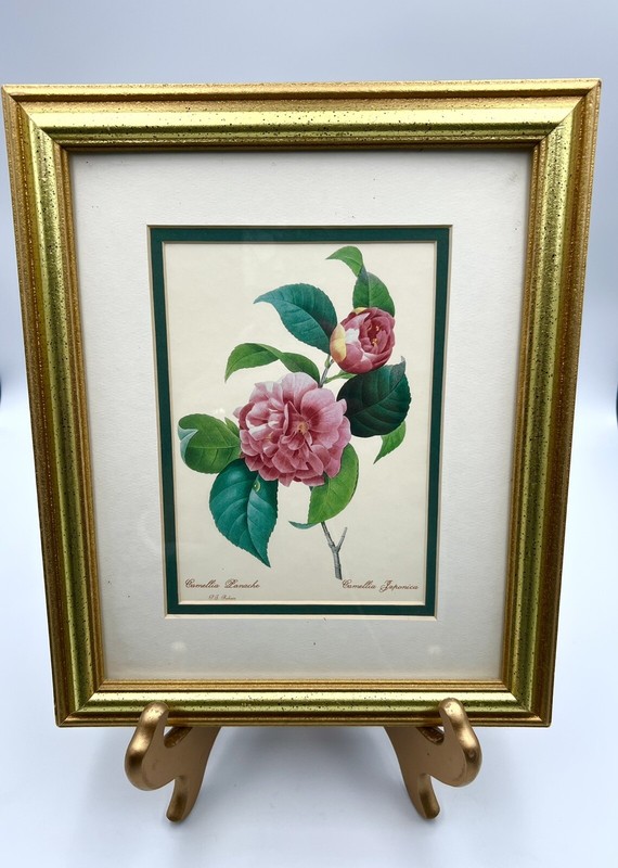 Beautiful Pierre-Joseph Redouté - Camelia Panache Camellia Japonica Framed Print gallery