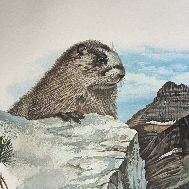 Fine Art Lithograph: Richard Timm - Hoary Marmot - Signed And Registered 22x 28 gallery