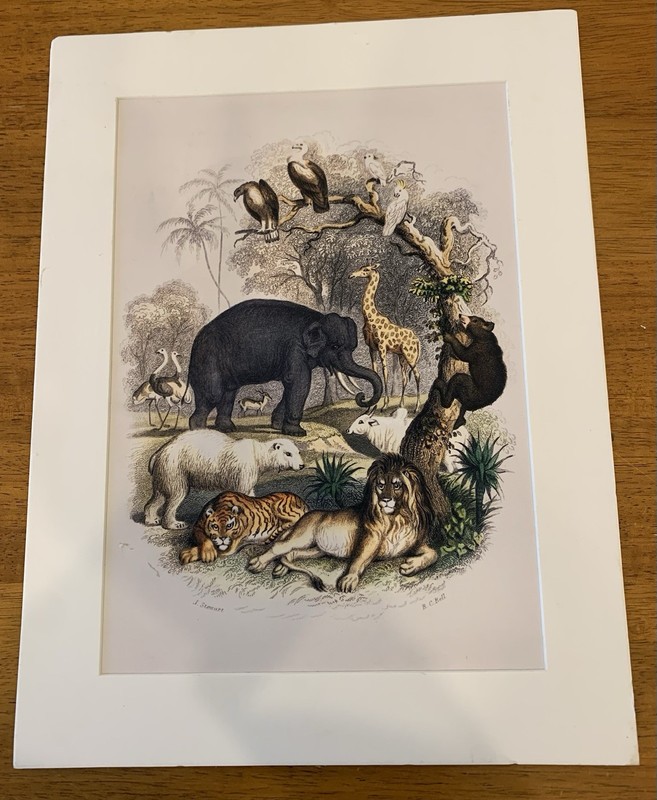 Oliver Goldsmith Vintage Art Print Of ‘Animal Kingdom. Pre-owned