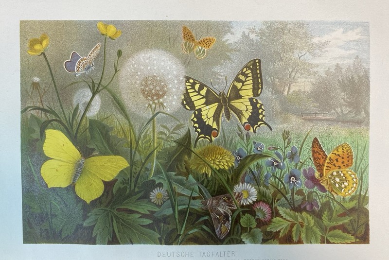 Original Graphic Fauna: Butterflies Butterflies Chromolitho 1884