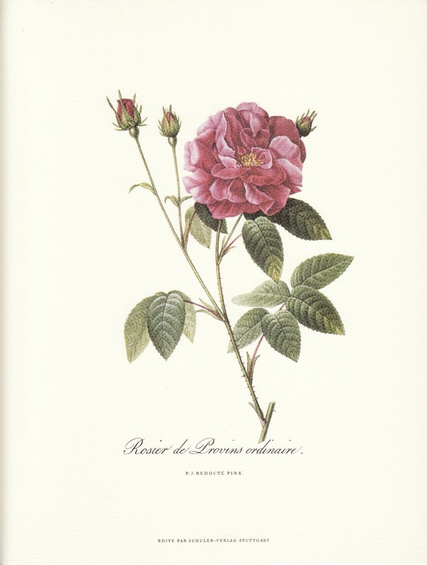 rosier de provins ordinaire p j redouté pinx schuler print 1970 22 x 28.5cm