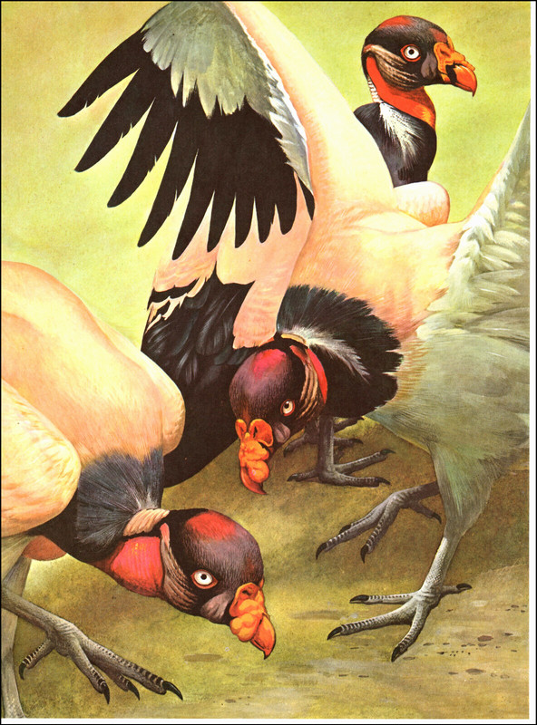 1964 Vintage Print King Vulture Bird Nature Wildlife World of Birds