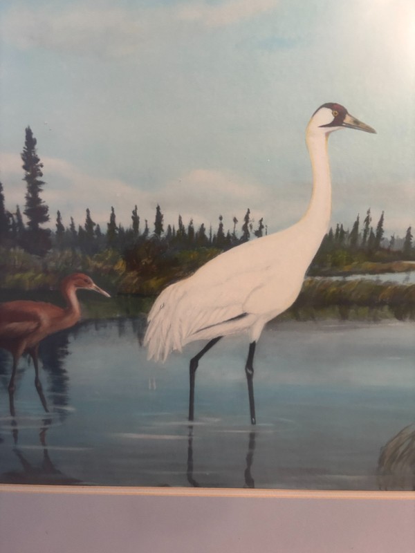 Fred Lahrman Whooping Cranes @ Wood Buffalo Park, Canada print