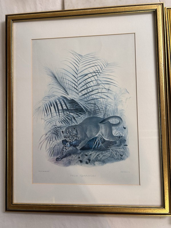 Asian Golden Cat (felis Temminckii), 1878 lithograph Joseph Wolf 16×19