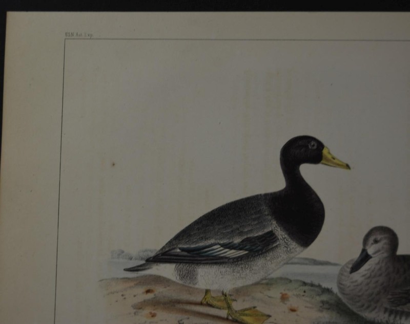 Antique US Naval Engraving Expedition Birds Red Cushioned Duck Art 1855 gallery