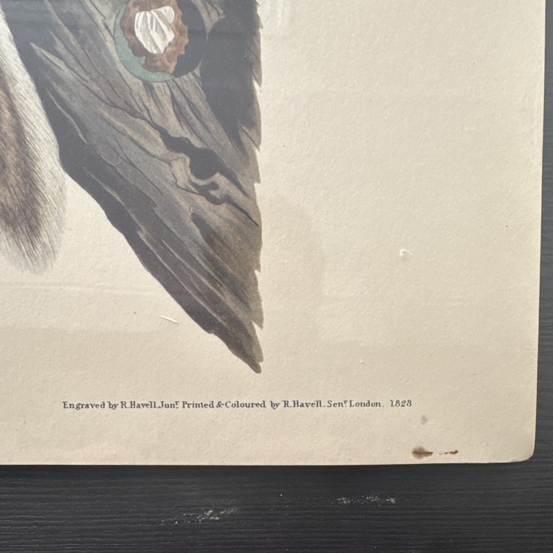 J.J. Audubon Barred Owl Northwestern, mutual #10 16x19 gallery