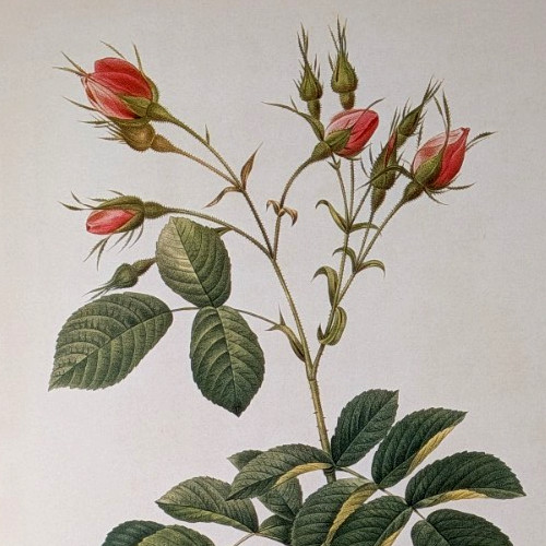 P J Redouté Evratina Rose Botanical Flower Art Book Plate Illustration 190