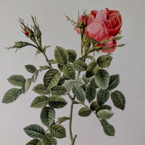 P J Redouté AUTUMN DAMASK ROSE Botanical Flower Art Book Plate Illustration 171