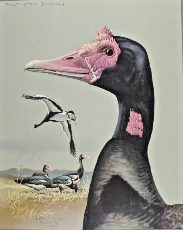 1930 Special Publication Louis Fuertes Spur Winged Goose Print Abyssinian Birds