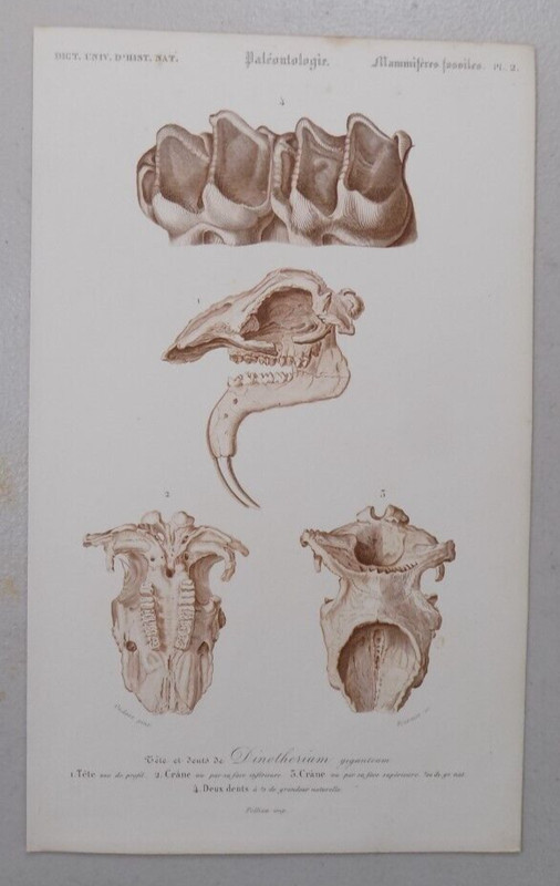 1849 Print / FOSSILS OF A DINOTHERIUM, A VERY LARGE LAND ANIMAL, ELEPHANT