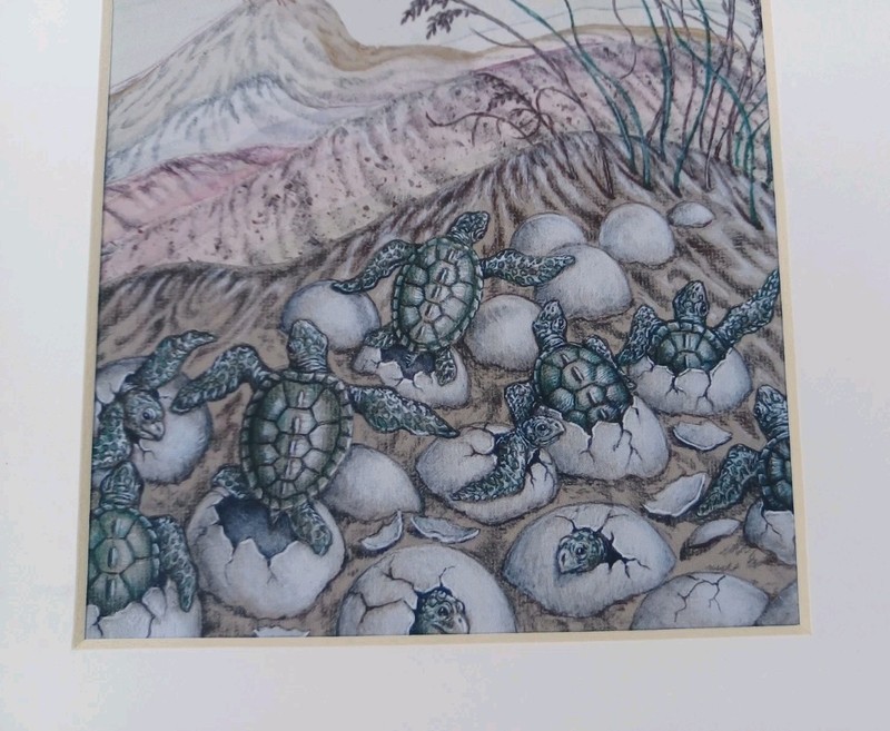 Sea Turtle Hatching Sea Turtles Giclee Print gallery