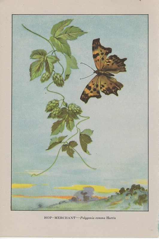 1917 Vintage BUTTERFLY «HOP MERCHANT» A GORGEOUS COLOR Art Plate Lithograph