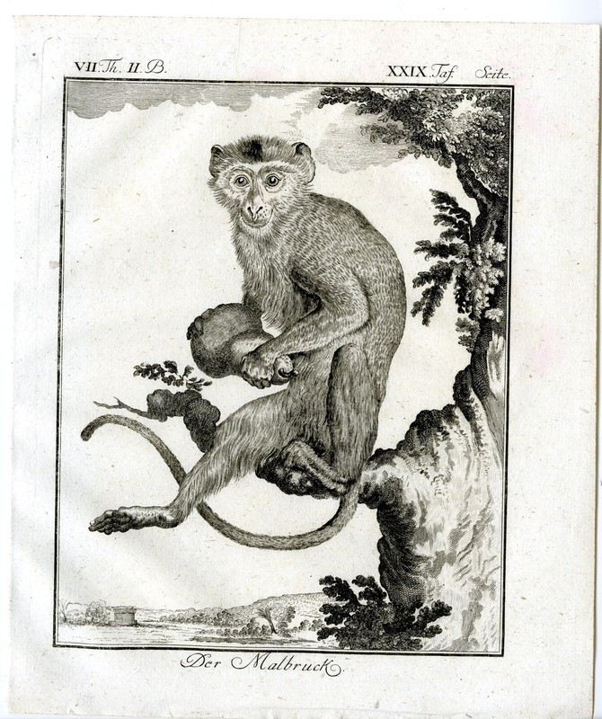 Antique Print-MALBRUCK-MONKEY-PL. 29-Buffon-1772