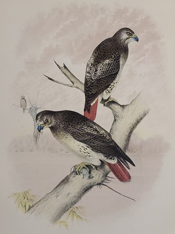 Red-Tailed Hawk Lithograph by Theodore Jasper 1881, Studer's N. American Birds