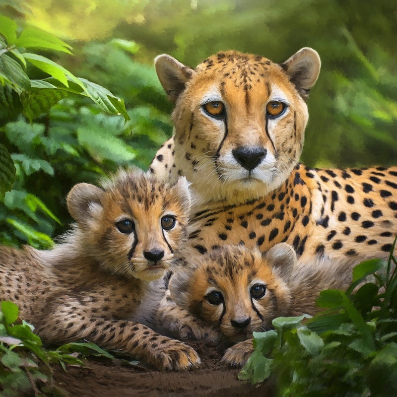 Wildlife Canvas Prints. 11 x 14 x.5 mounted prints. Free Shipping