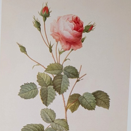 Redouté ROSA CENTIFOLIA ROSES Botanical Flower Art Book Plate Illustration 115