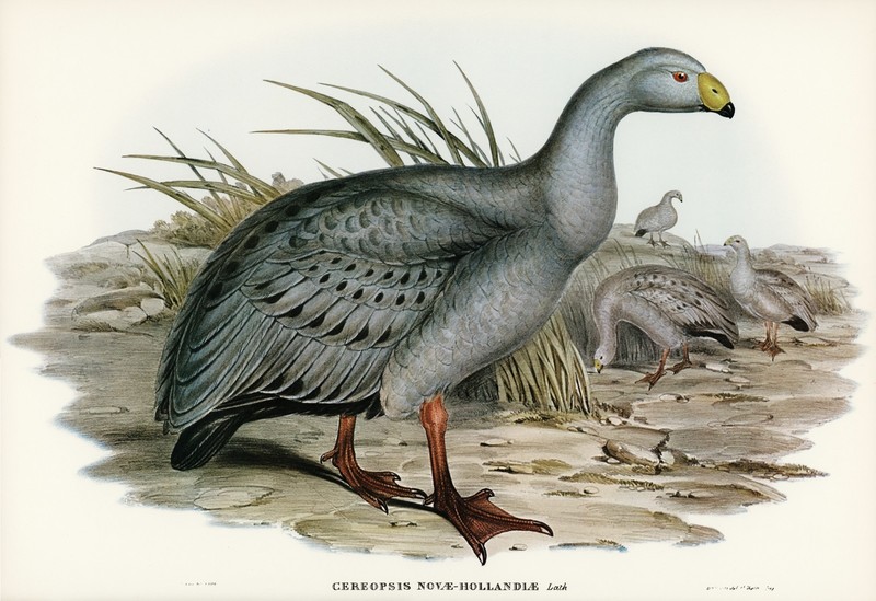 John Gould Birds of Australia Lithograph Ornithology Zoology Print Wall Art