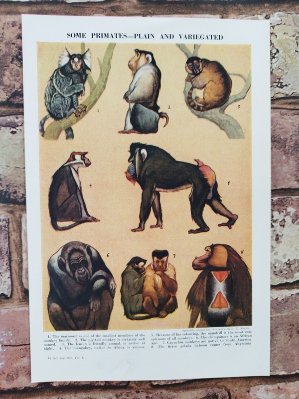 Vintage 1950s Monkeys Primates Baboons Chimps Apes Monkey Book Print Picture