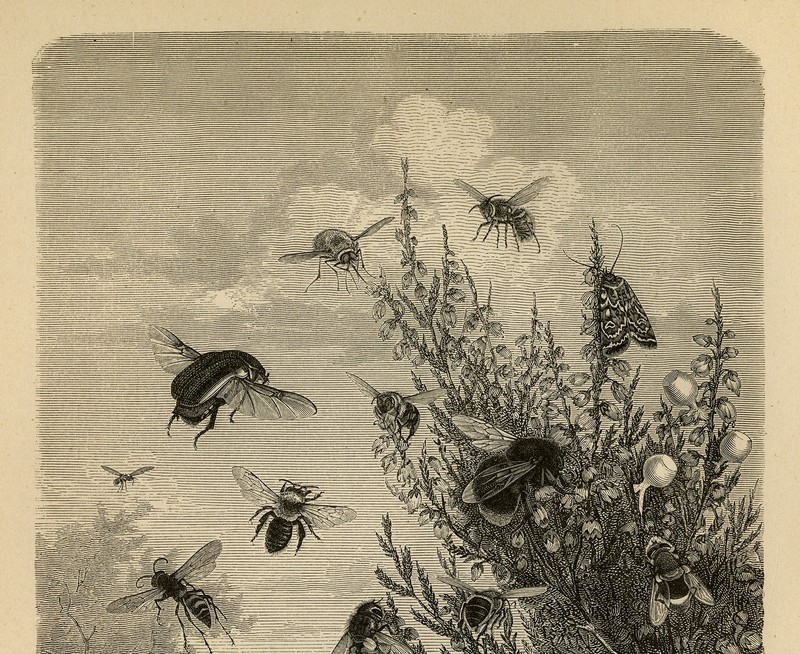 Antique Print-INSECT-BEE-FLIE-HEATHER-HONEY-Brehm-1892 gallery