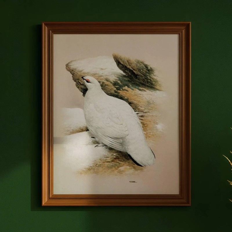 1981 Ptarmigan Lopus Mutus in Winter Plumage Vintage Game Birds 11.5 x 16.5 in