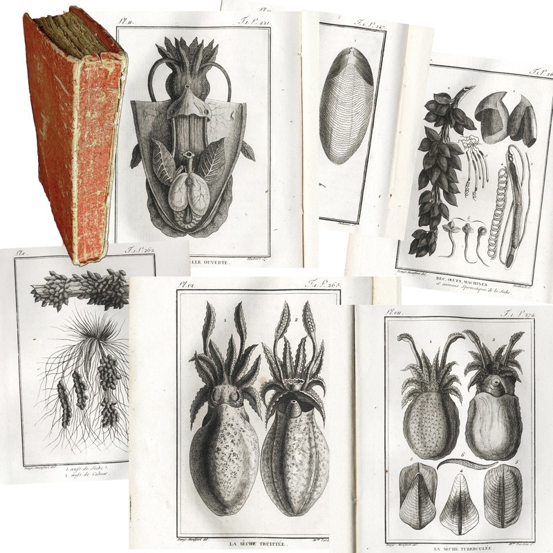 1801 BUFFON & SONINNI FULL VOLUME, WITH 6 CUTTLEFISH Engravings! MOLLUSQUES V.1