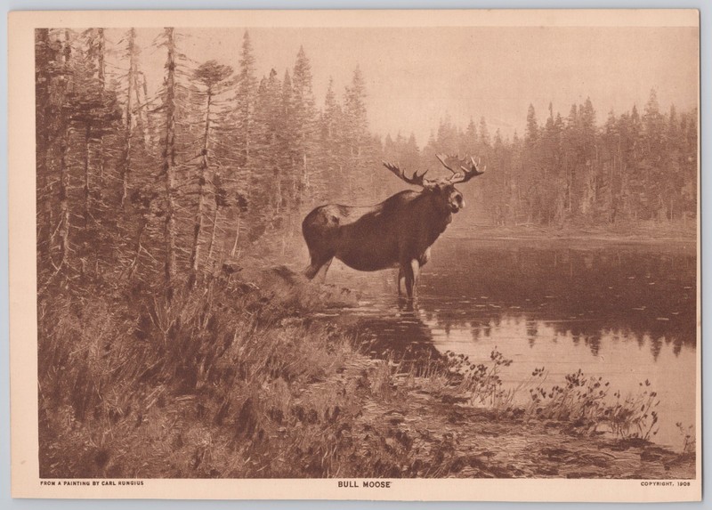 1916 Carl Rungius Bull Moose Wildlife Antique Book Plate Print